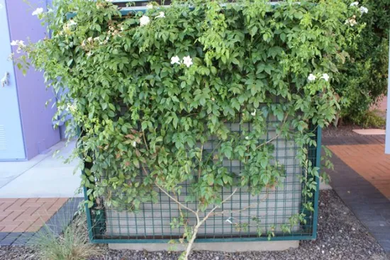 Decorated Welded Wire Mesh