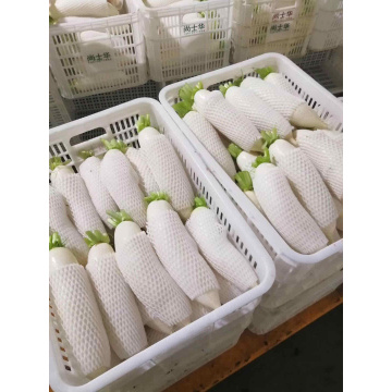 mid east quality fresh  radish