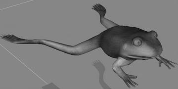 Frog anatomical model-2