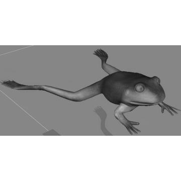 Frog anatomical model-2