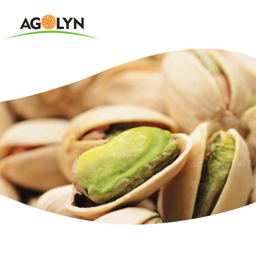 Quality Pistachio Dried Pistachio Nuts With Salt pistachio