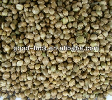 Hemp Seeds For Sale, Birds Feeding Type
