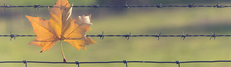 Steel Barbed Wire