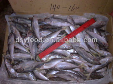 See larger image Best Price Whole Round Frozen Pacific Horse Mackerel