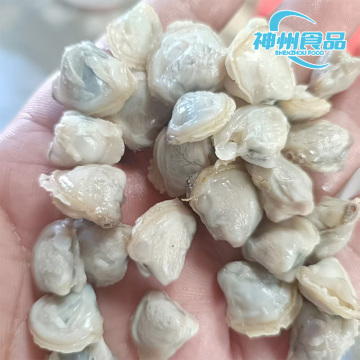 Erstklassiges, schockgefrorenes Muschelfleisch