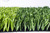 most competitive synthetic grass