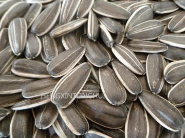 Sunflower Seeds 3638/ Sunflower Inshells 3638