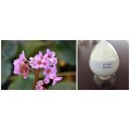 Bergenia Purpurascens Extract Bergenin 98% Powder