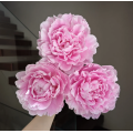 রোমান্টিক গোলাপী রাজকুমারী Peony