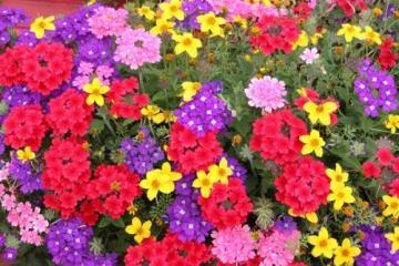 Verkauf Verbena Blumensamen