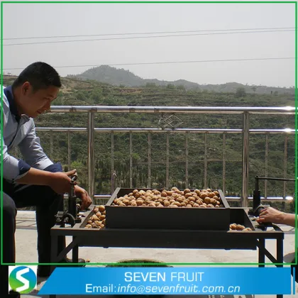 Walnuts Whole With Shell