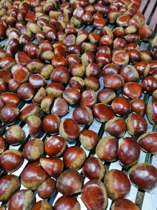 New Crop Fresh Chest Nut