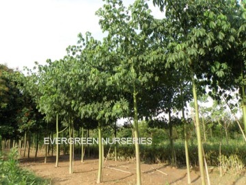 chorisia speciosa
