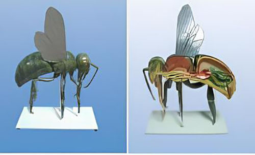 Пчела анатомическая модель