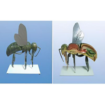 Bee anatomical model