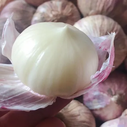 Single Clove Garlic (Allium sativum)