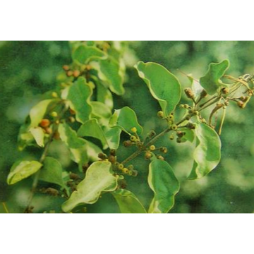 100% Natural Mistletoe Extract 4: 1