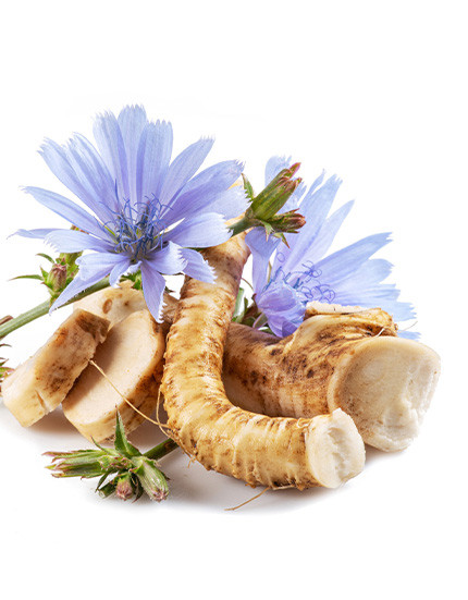Chicory Extract 90% Inulin