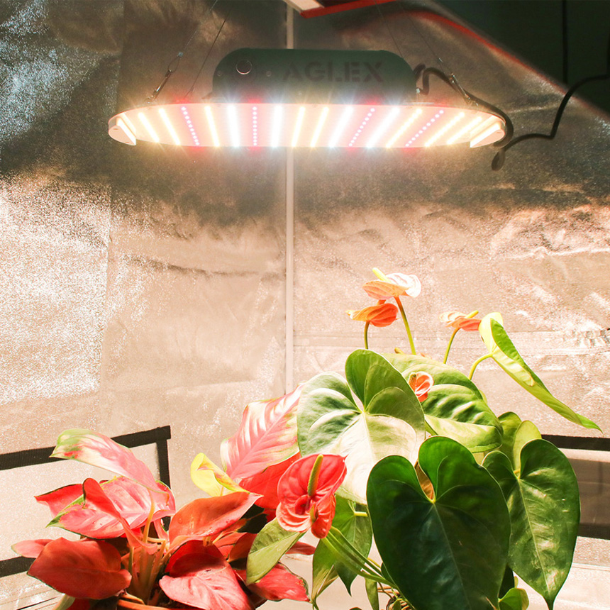 La planche quantique pousse la lumière pour la croissance des plantes à effet de serre