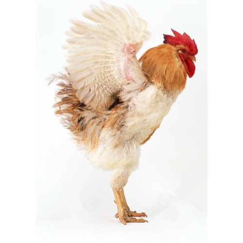 Feed additive complex enzymes for poultry