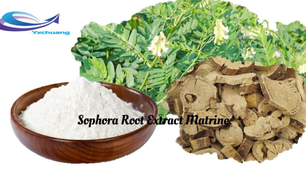  sophora root extract matrine