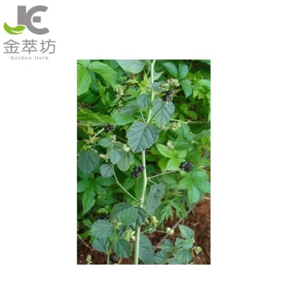 psoralea corylifolia Linn extract Bakuchiol Oil 98%
