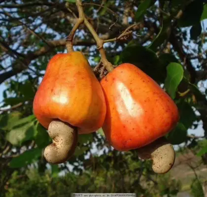Crunchy Health Cashew Nut Snack