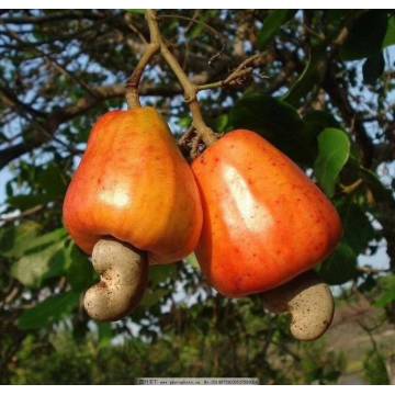 Çıtır Sağlık Kaju Fıstıklı Atıştırmalık