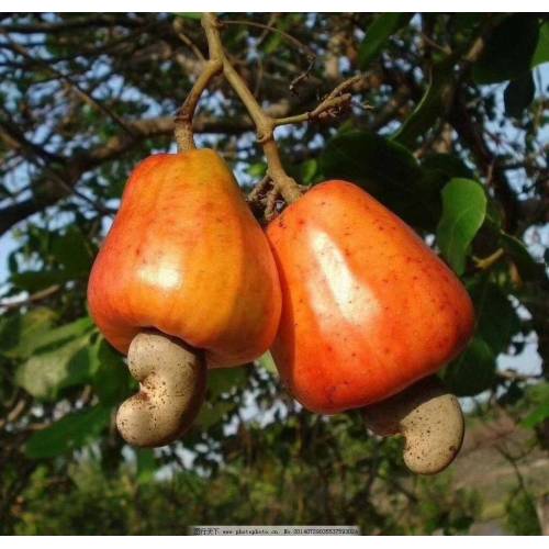 Çıtır Sağlık Kaju Fıstıklı Atıştırmalık