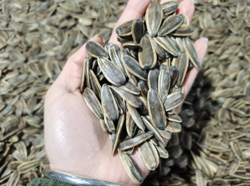 roasted walnut flavor sunflower seeds for Vietnam market