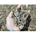 roasted walnut flavor sunflower seeds for Vietnam market