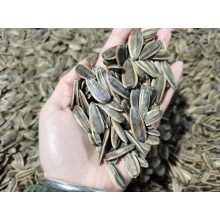 roasted walnut flavor sunflower seeds for Vietnam market