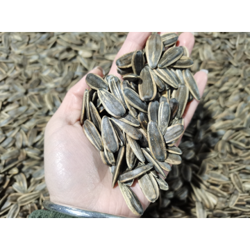 roasted walnut flavor sunflower seeds for Vietnam market