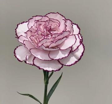 片頭のカーネーション パープルエルフ