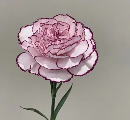 Single-headed carnation Purple elf
