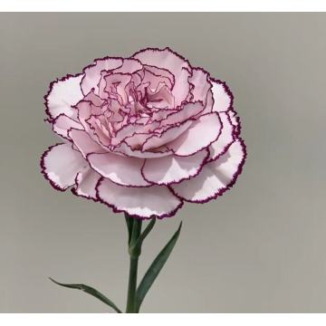 একক মাথাযুক্ত কার্নেশন বেগুনি এলফ