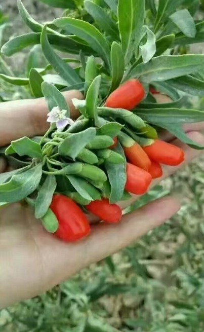 Chinese goji bud tea