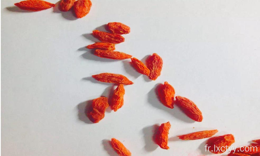 Importer des baies de goji biologiques