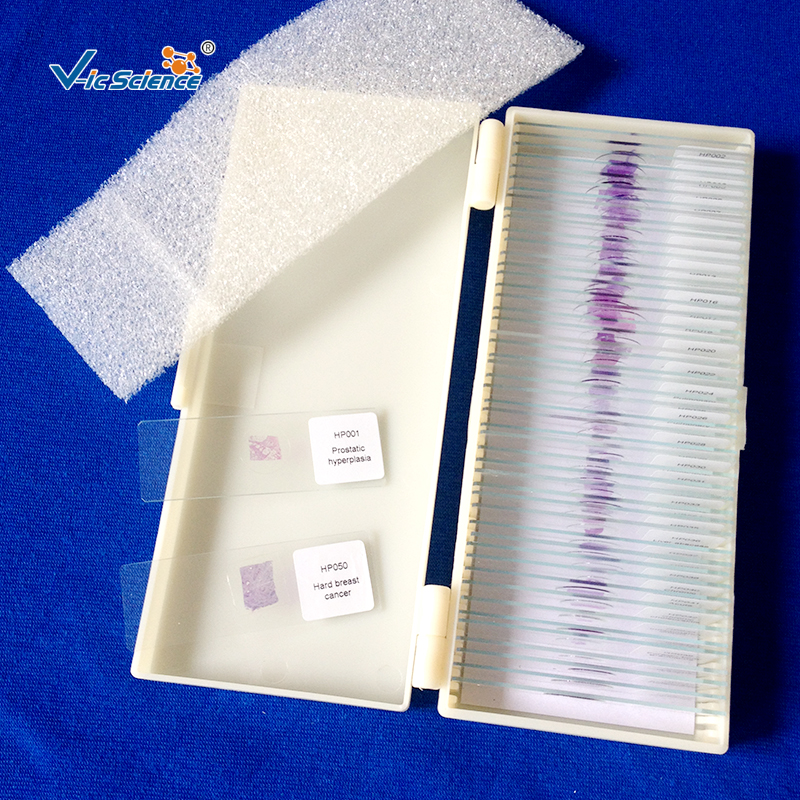 Pathology Slides