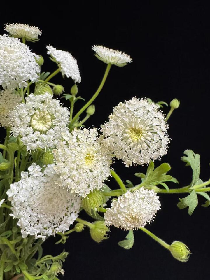 White lace flower