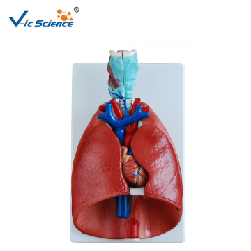 Medical Education Model Larynx Heart And Lung Model