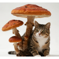 Pet Sports Injury Recovery Formula