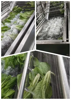 Vegetable Bubble Washer: Fruit Washing Machine & Fresh Fruit Washer