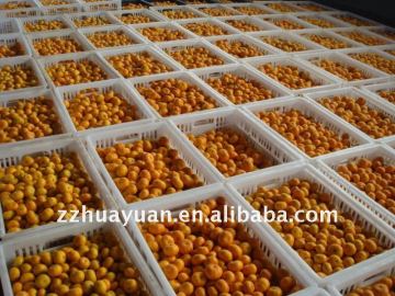 Fresh Nanfeng honey Oranges from China