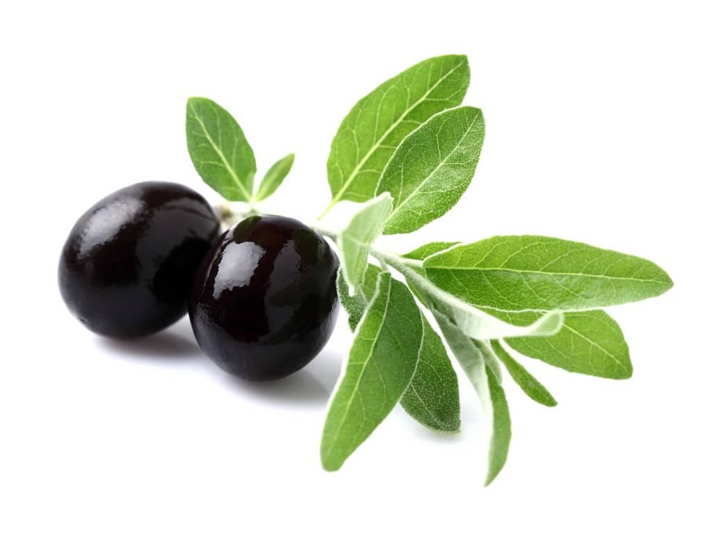 Olive Leaf Extract Oleanic acid (6)