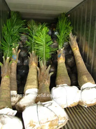 King's palm royal palm