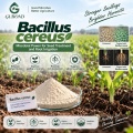 مسحوق Bacillus cereus الميكروبي للزراعة وتربية الأحياء المائية