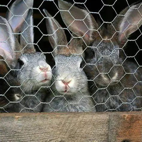 Commercial Galvanized Rabbit Cage and Fence Wire for Farming