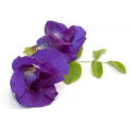 Butterfly Pea Powder Water Soluble Blue Anti-oxidant