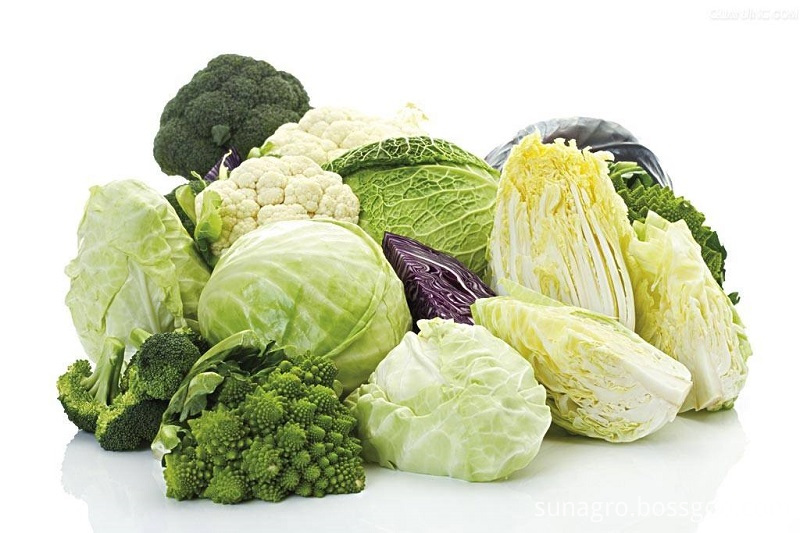 Cabbage Bag Refrigerated Healthy Delicious